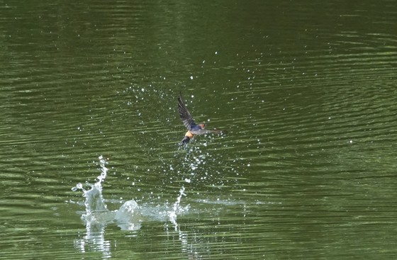 上弓削の池で水を飲む